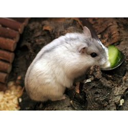 Hamster Winter White ou  Hamster russe ou Hamster de Dzoungarie